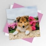 Puppy in the Flowers Blank Greeting Card