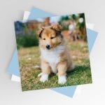 Puppy Smile in the Garden Blank Greeting Card