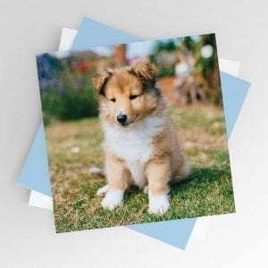 Puppy Smiling Greeting Card