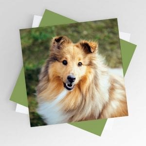 Smiling Sheltie Greeting Card