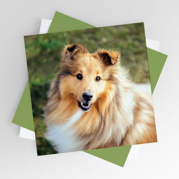 Smiling Sheltie Greeting Card
