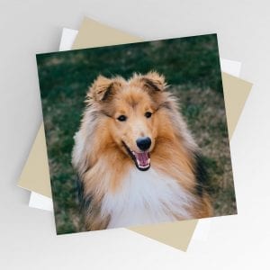 Smiling Sheltie Greeting Card
