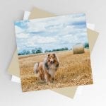 Amongst the Hay Bales Blank Greeting Card