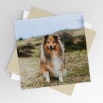 Sheltie on a Windy Day Blank Greeting Card