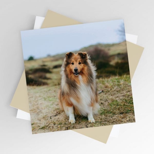 Sheltie on a Windy Day Greeting Card