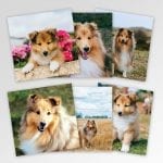 Multipack of 6 Sheltie Greeting Cards