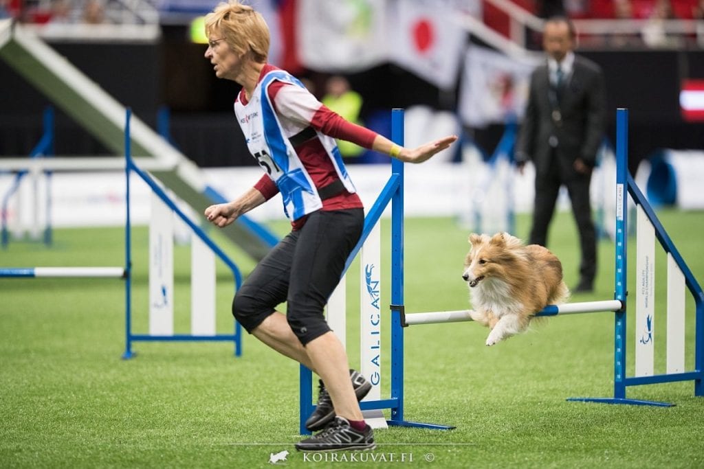 Sheltie competing at Agility World Championships 2019