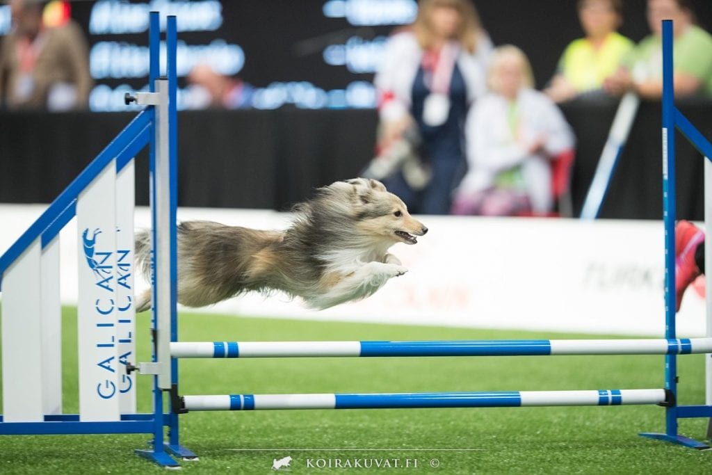 Sheltie competing at Agility World Championships 2019