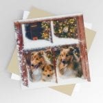 Sheltie Single Christmas Card – At the Window