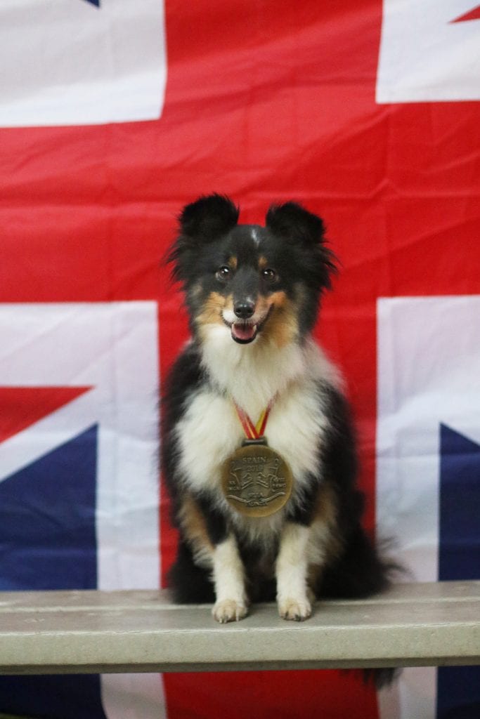 Halo the Sheltie from the Team GB Developement Squad 2020